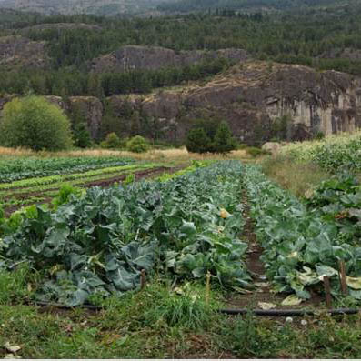 Agroecology and organic farming